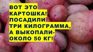 Вот это картошка! Посадили три килограмма, а выкопали около 50 килограммов!