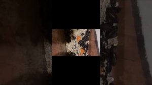 Аргентинский таракан содержание