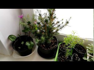 Южное окно и альпийская фиалка \ европейский цикламен. Да или нет?