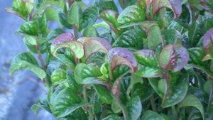 Leucothoe