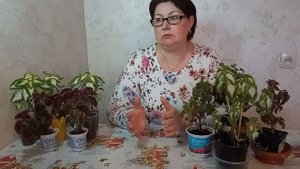 Мои колеусы из семян зимой. Новые сорта для сезона 2022 года.