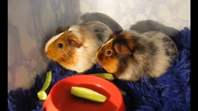 Сатиновый тип шерсти смотреть онлайн