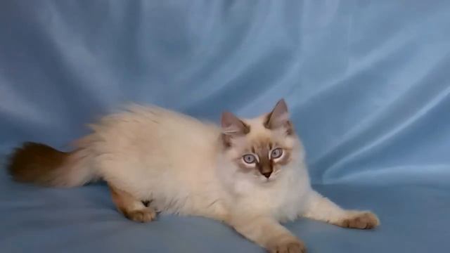 Сильвестр - Невский маскарадный котик смотреть онлайн