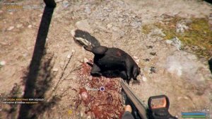 Far Cry 5 - скунс