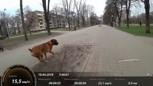 Что будет если с собакой разогнаться на максимальную скорость,