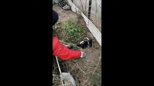 Как защитить саженцы голубики от мороза на зиму