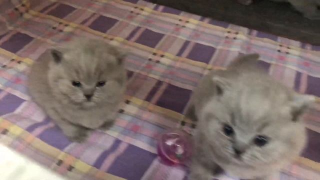 Котятам 1 месяц. Британские котята