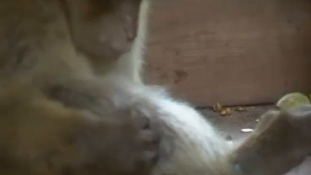 смешные обезьяны в зоопарке, funny monkey in a zoo in a zoo смотреть онлайн