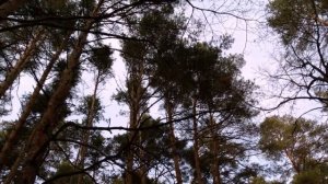 Валентина Миронова Синдром хронической усталости и физиология стресса