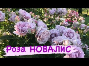 Моя изюминка в саду ? Rose NOVALIS.mp4