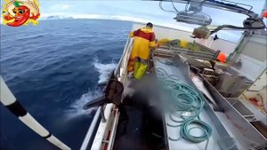 Удивительные автоматические линии, ловля и обработка рыбы прямо на судне, большой улов.