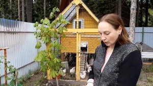 Куры бешенно несутся! Бесплатный прикорм кур или зачем давать курам улиток.