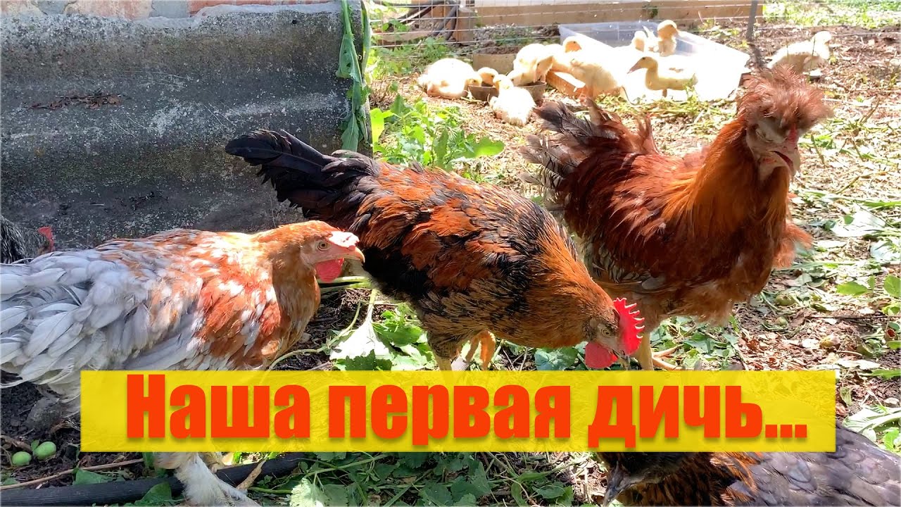 #5 Переехали в деревню. Ломать не строить - снесли сарай! Купили птиц, учимся делать вино.