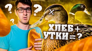 Чем кормить уток? И, что диким уткам давать нельзя?