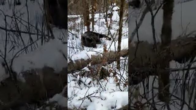 Медведь шатун напал на охотника смотреть онлайн