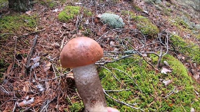 СОСНОВЫЕ БОРОВИКИ,МОХОВИКИ-ГРИБНОЕ СЧАСТЬЕ смотреть онлайн