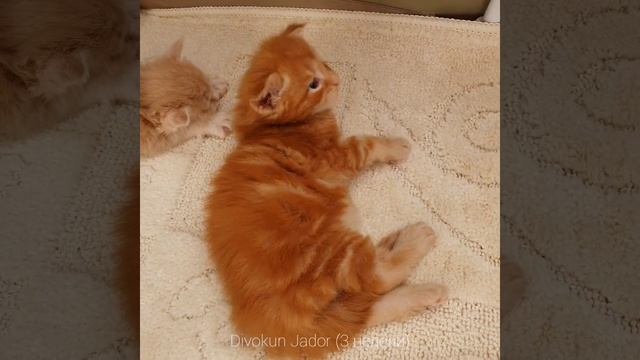 Жадор (Divokun Jador) Возраст 3 недели. Рыжий котенок Мейн-кун ? смотреть онлайн