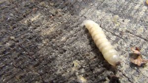 Наживка на хариуса короед