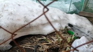 Наступило время таянья снегов и у меня затопило уличный погреб