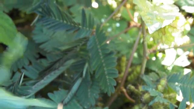 Мимоза стыдливая / Mimosa pudica / Sensitive plant смотреть онлайн