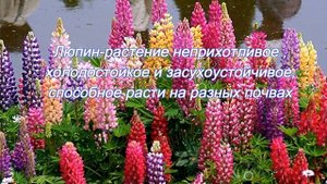 Люпин в саду