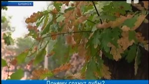 Почему сохнут дубы?