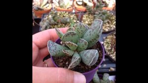 Адромискус : уход в домашних условиях, все виды с фото.