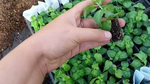 получила посылку и фуксии , обзор