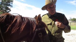 How to correctly wear Medals, Poppies and Rosemary.