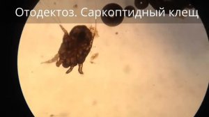 Отодектоз. Саркоптидный клещ
