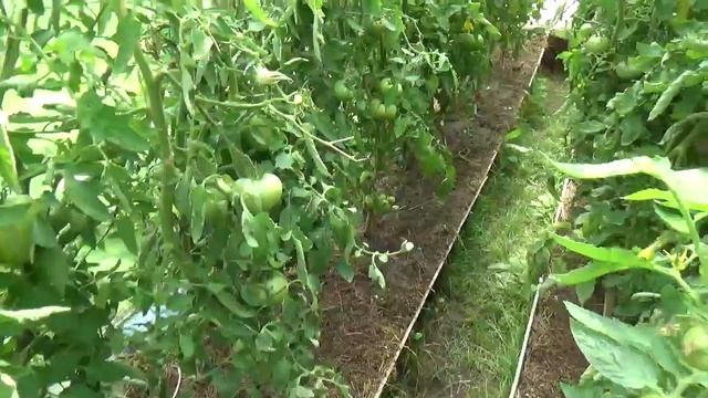 Почему снимаю томаты зелеными? Июль 2019г Кострома смотреть онлайн