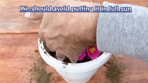 Primrose | Planting And How To Take Care Of Primrose Plant | Best Place To Keep Primrose Plants