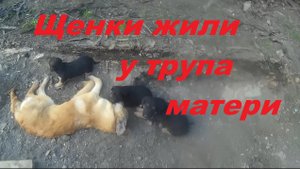 Поднял бытовку, а под ней щенки у трупа матери.