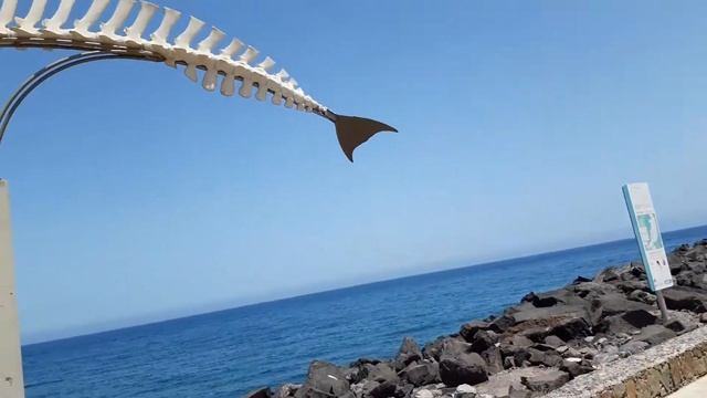 Скелет рыбы смотреть онлайн