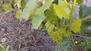 Начало цветения ,самая важная обработка для винограда.