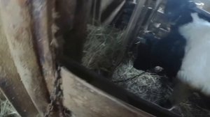 Ошибка в содержании овец, как не надо делать