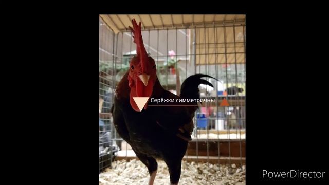 Староанглийская бойцовая карликовая. Стандарт породы. смотреть онлайн