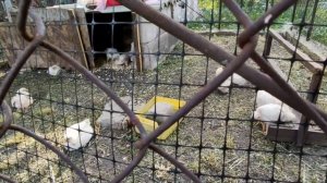 ???ЦЫПЛЯТАМ БРОЙЛЕРАМ 21 день. ЧЕМ КОРМЛЮ, ЧЕМ ПРОПАИВАЮ. ВЫРАЩИВАНИЕ БЕЗ АНТИБИОТИКОВ