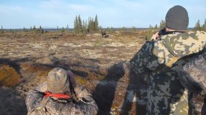 Случайный лось во время охоты на медведя. Полуостров Аляска 2015