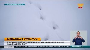 Случаи нападения волков на домашний скот участились в Жамбылской области
