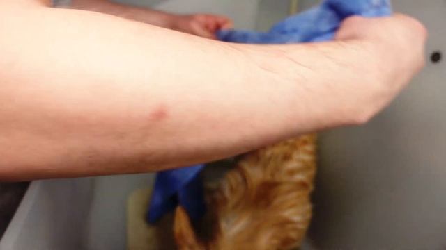 RARE Bulldog with Long Hair - @ManWithTheDogs Fluffy Frenchie Grooming смотреть онлайн