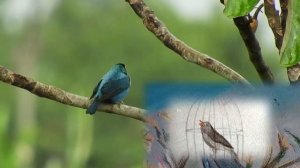 КАК НАРИСОВАТЬ ПТИЦУ- ЖАК ПРЕВЕР