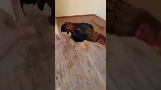 О Шамо (бойцовский петух N1) смотреть онлайн