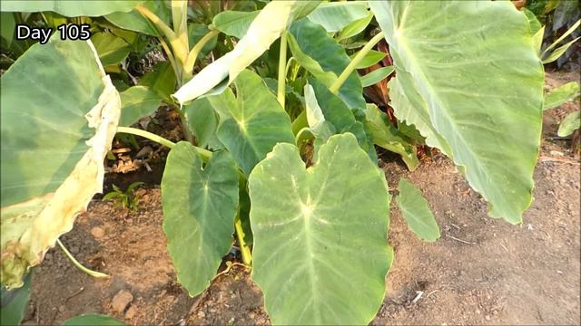Jack's Giant Grows Taller and Larger Leaves than other Colocasia Esculenta Elephant Ear Taro Plants