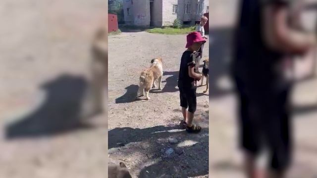 Мать покусанной девочки сама поймала напавшую собаку