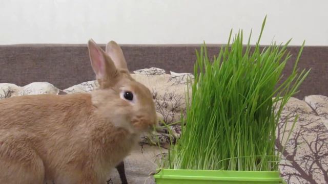 Карликовый кролик кушает травку