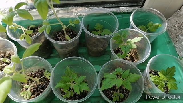 3 вида балконых помидор #рассада #помидоры #огороднабалконе #балконыепомидоры #огороднаокне #огород