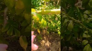 Сочи Адлер сегодня 2021 сентябрь-что растёт в моем саду? Какие фрукты ????