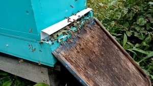 Как заставить пчёл работать.