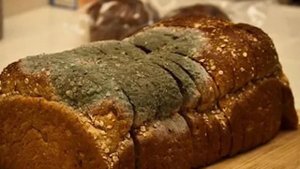 Можно ли есть хлеб с плесенью. Что делать если хлеб заплесневел.